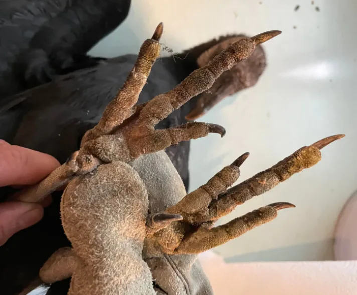 CBC black vulture claws 