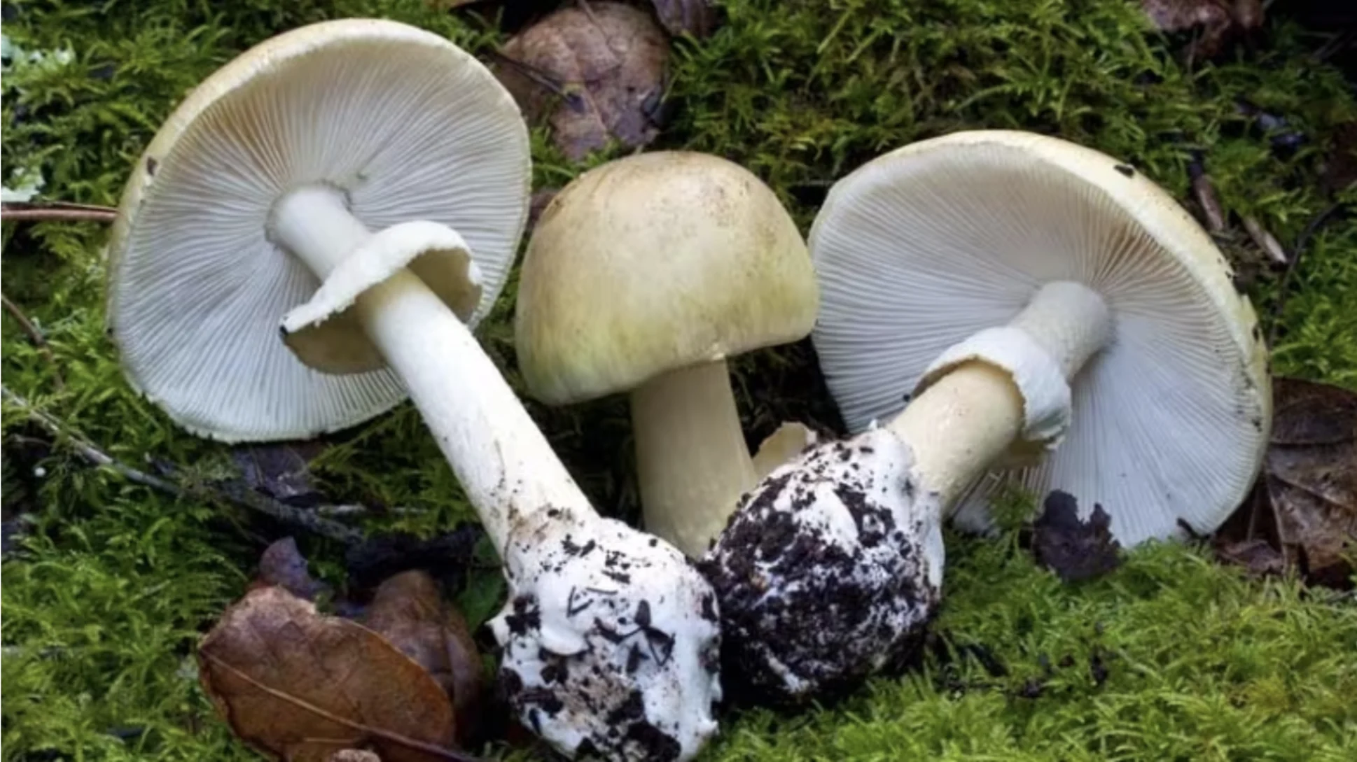 Be warned: watch out for poisonous death cap mushrooms in B.C.