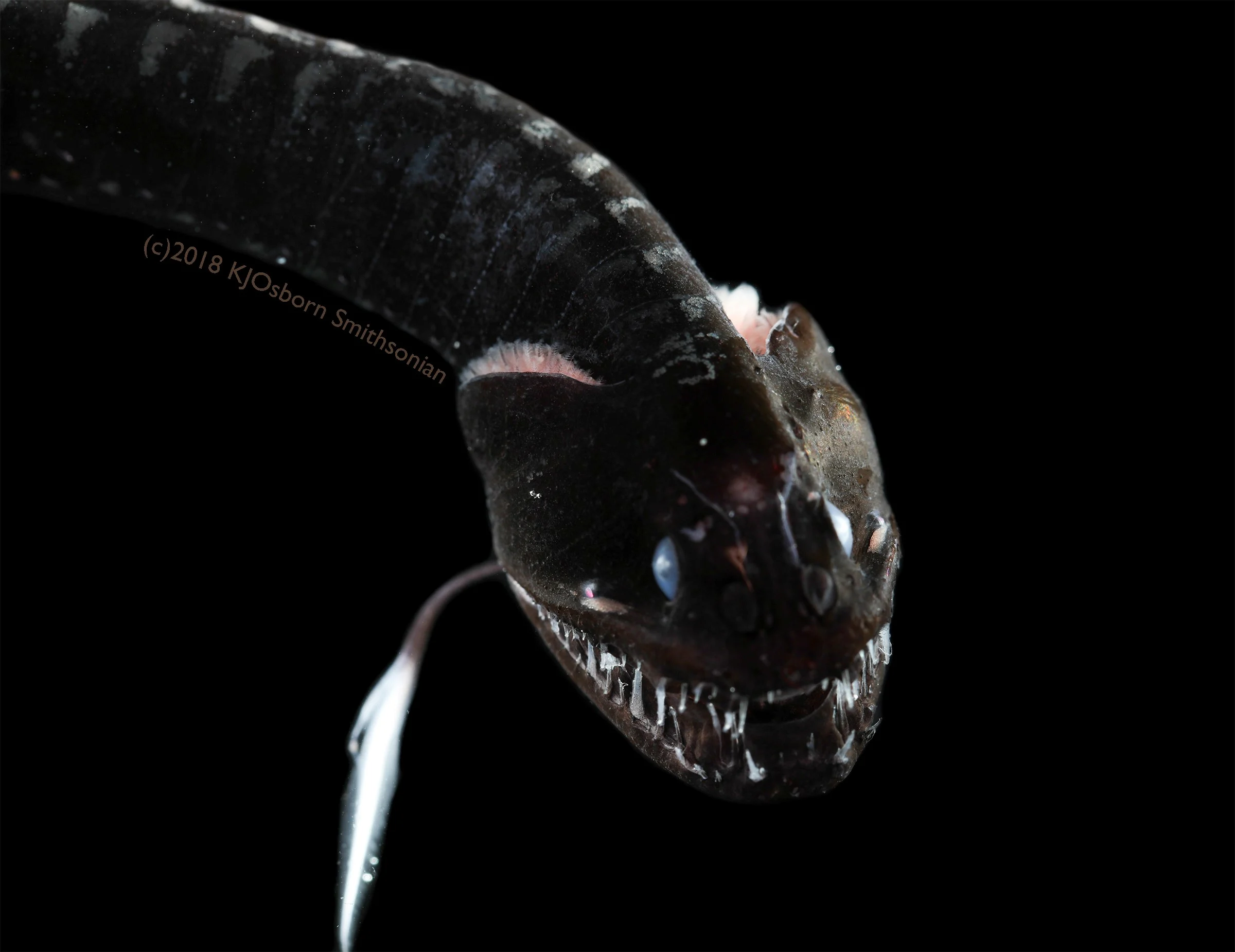 Reuters ultra black deep sea fish