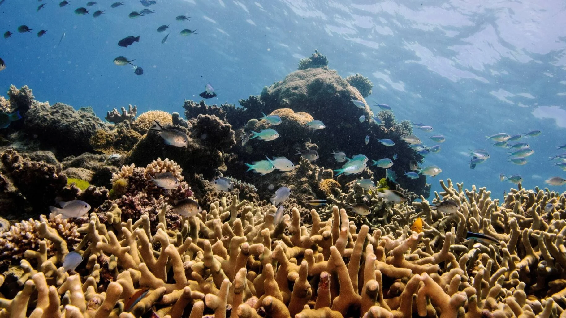 Scientists freeze Great Barrier Reef coral in world-first trial