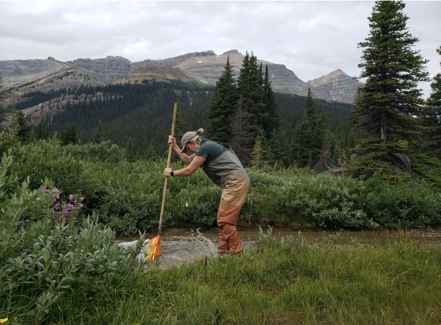 PARKS CANADA: Parks Canada ecosystem scientist Megan Goudie performs a kicknet search near Bow Lake. (Parks Canada)