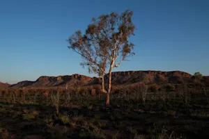 Climate change threatens global plant species as habitats shrink