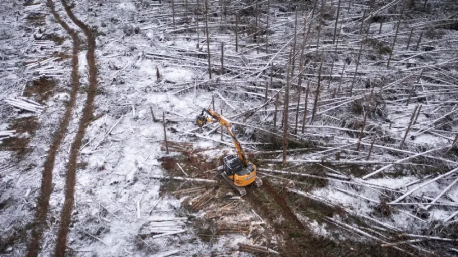 Fiona debris fuelling concerns about a summer of forest fires on P.E.I.