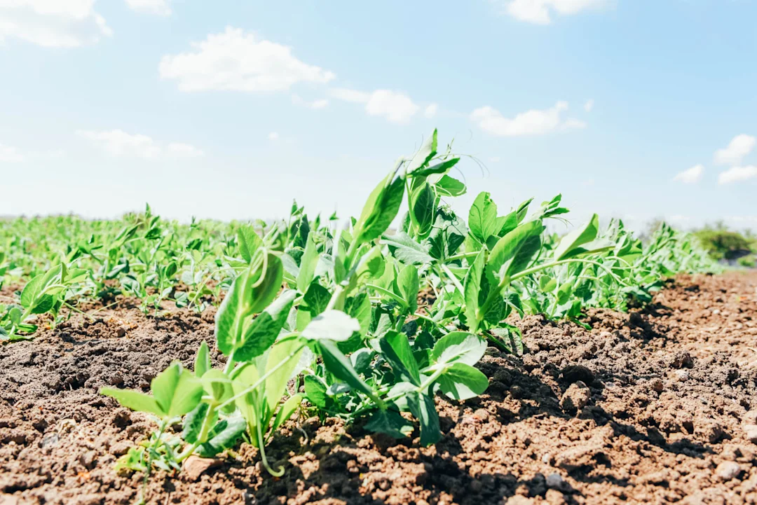 Defect found in plants could alter their role in climate change fight ...
