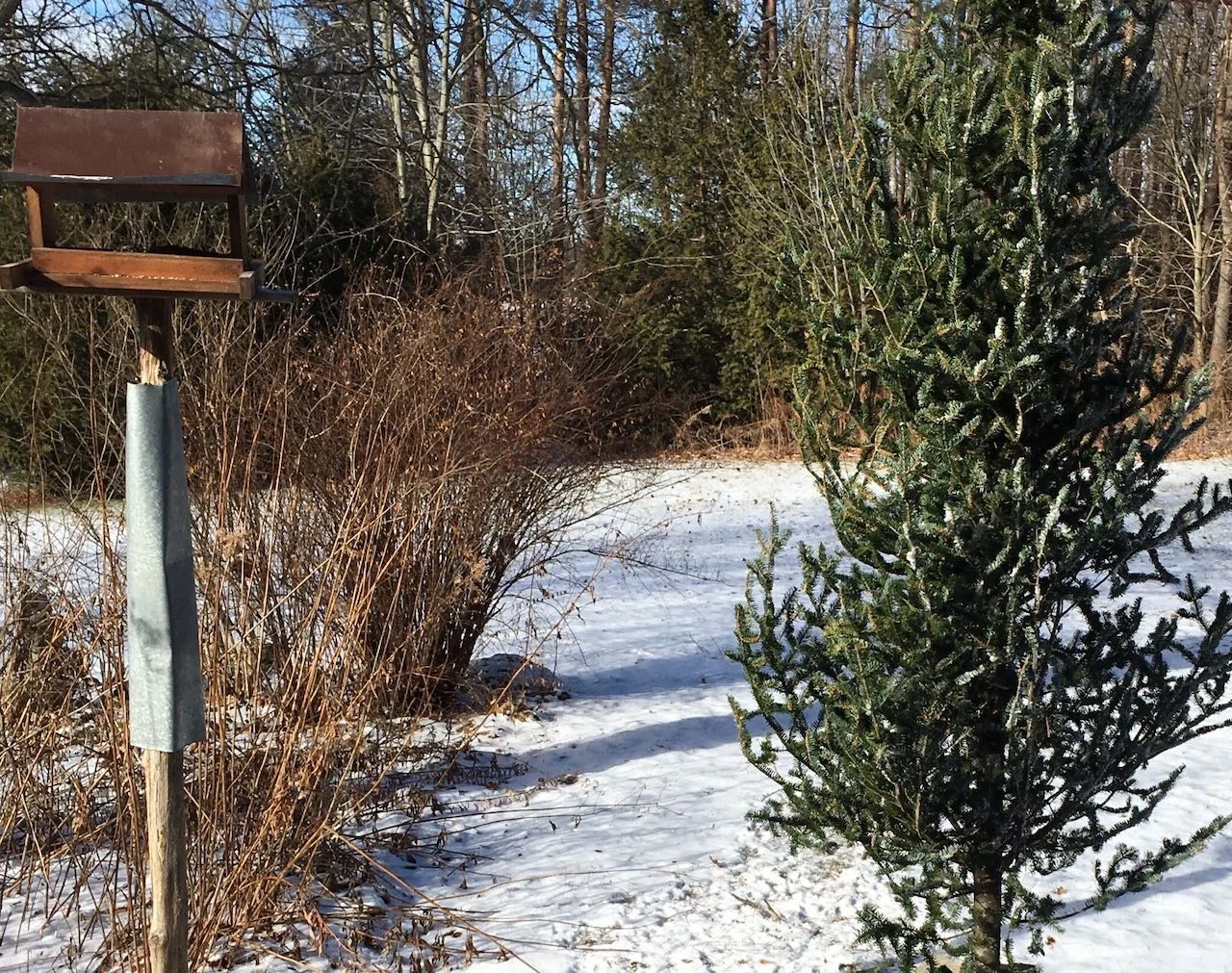 Recycle your Christmas tree for backyard birds