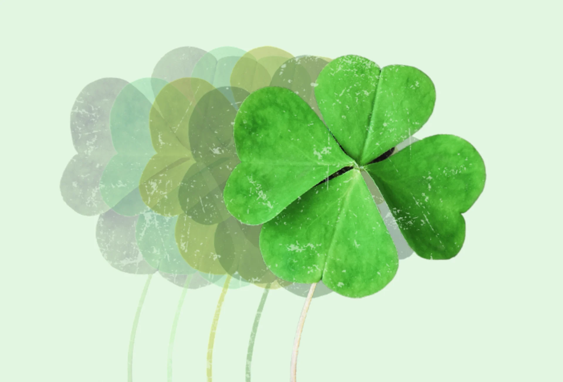 What are your odds of finding a four-leaf clover?