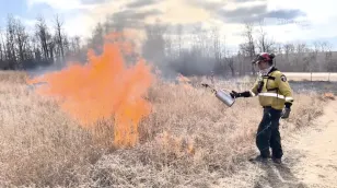 Prescribed burns: How deliberately starting fires can help control them