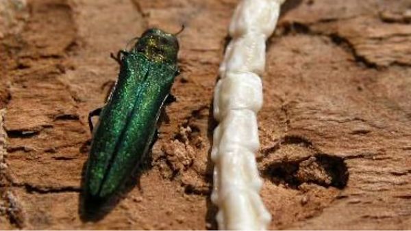 Invasive Ash Invasive ash-tree-destroying beetle found in B.C. for 1st time - The ...
