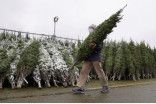 Christmas tree shortage has farmers anticipating a rush on their crops