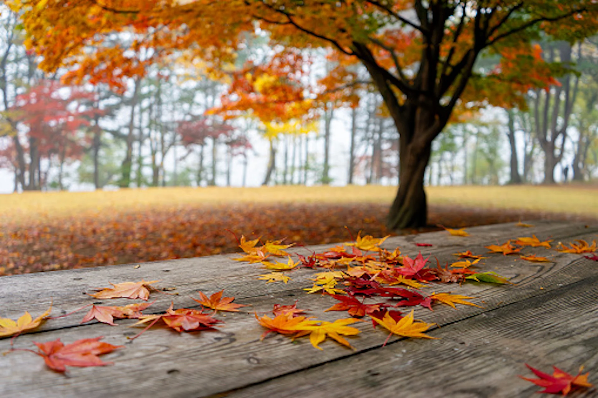 Some leaves are changing colour right now in parts of Ontario. Here's why