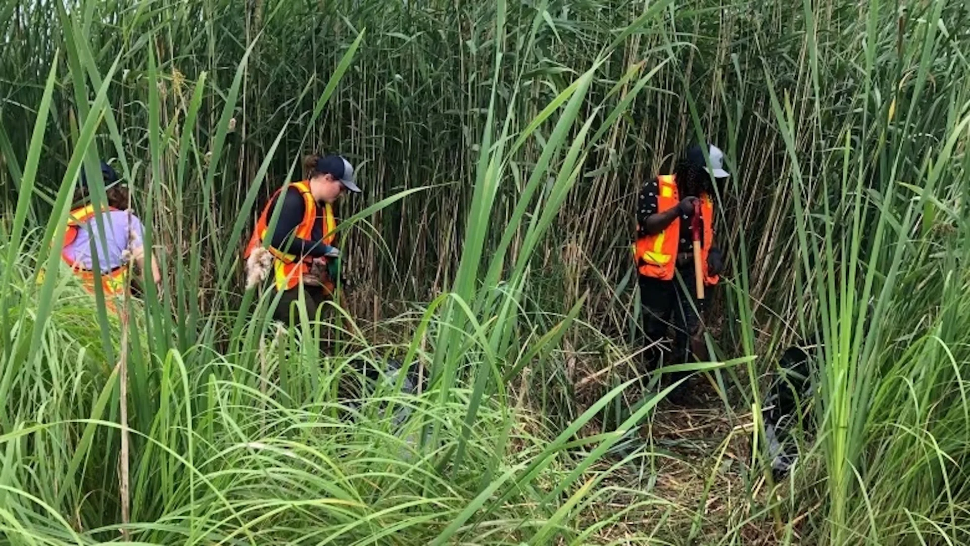 Fighting phragmites: One of Canada's worst invasive species now in N.B.