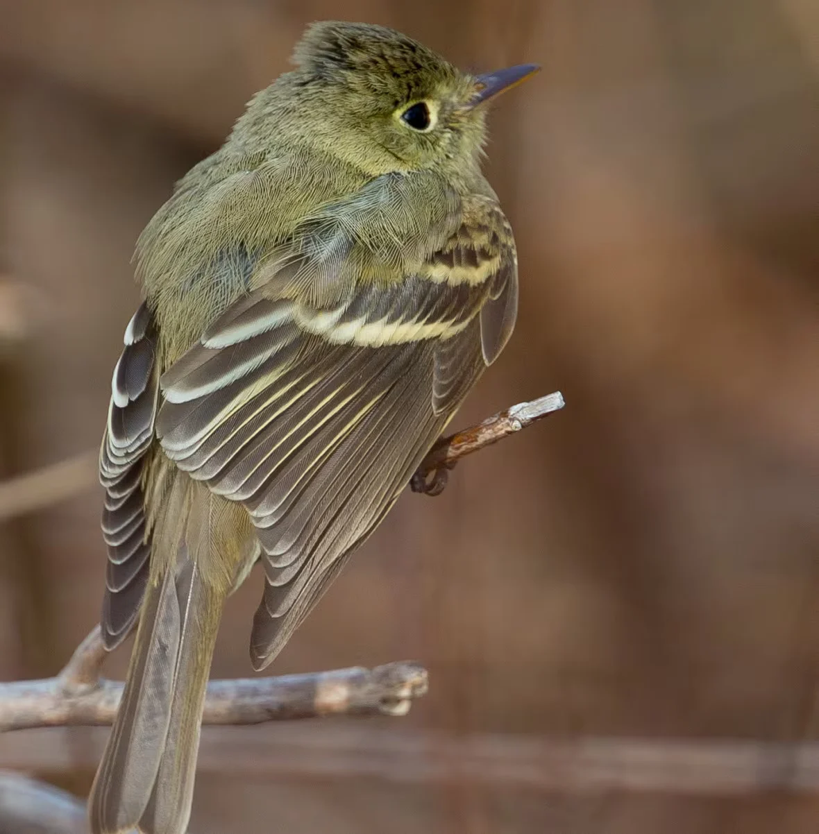 CBC: A western flycatcher that was photographed by Roger Burrows in 2015 on White Head Island. (Roger Burrows/Submitted by Paul Mansz)