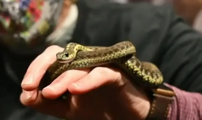 Snakes are waking up in Nova Scotia, but there's no need to fear them