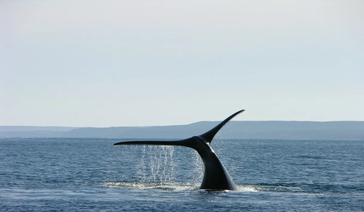 Trois baleines noires prisonnières de cordes dans le Saint-Laurent