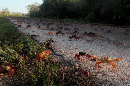 After pandemic peace, fresh swarms of crabs invade Cuba's Bay of
