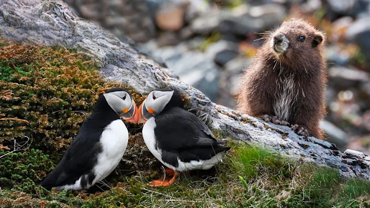 At Canada's largest Atlantic puffin colony, chicks are dying of ...