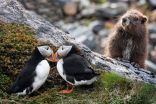 Glimmer of hope in 2021 for these vulnerable species in Canada