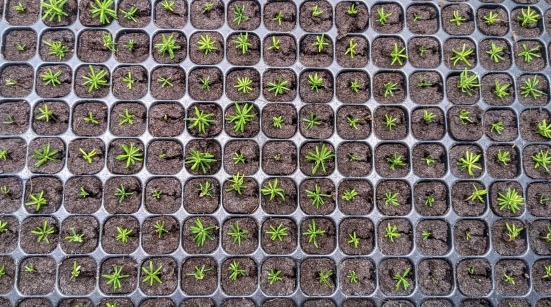 CBC: SMART tree shareholders will have first choice to buy the seedlings, and then any overproduction would be available to other growers, which they expect will happen soon. (Shane Hennessey/CBC )