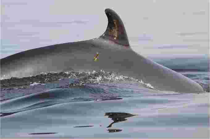 The Climate Community – Banned flame retardants present in St. Lawrence River whales and fish The Climate Community – Banned flame retardants present in St. Lawrence River whales and fish