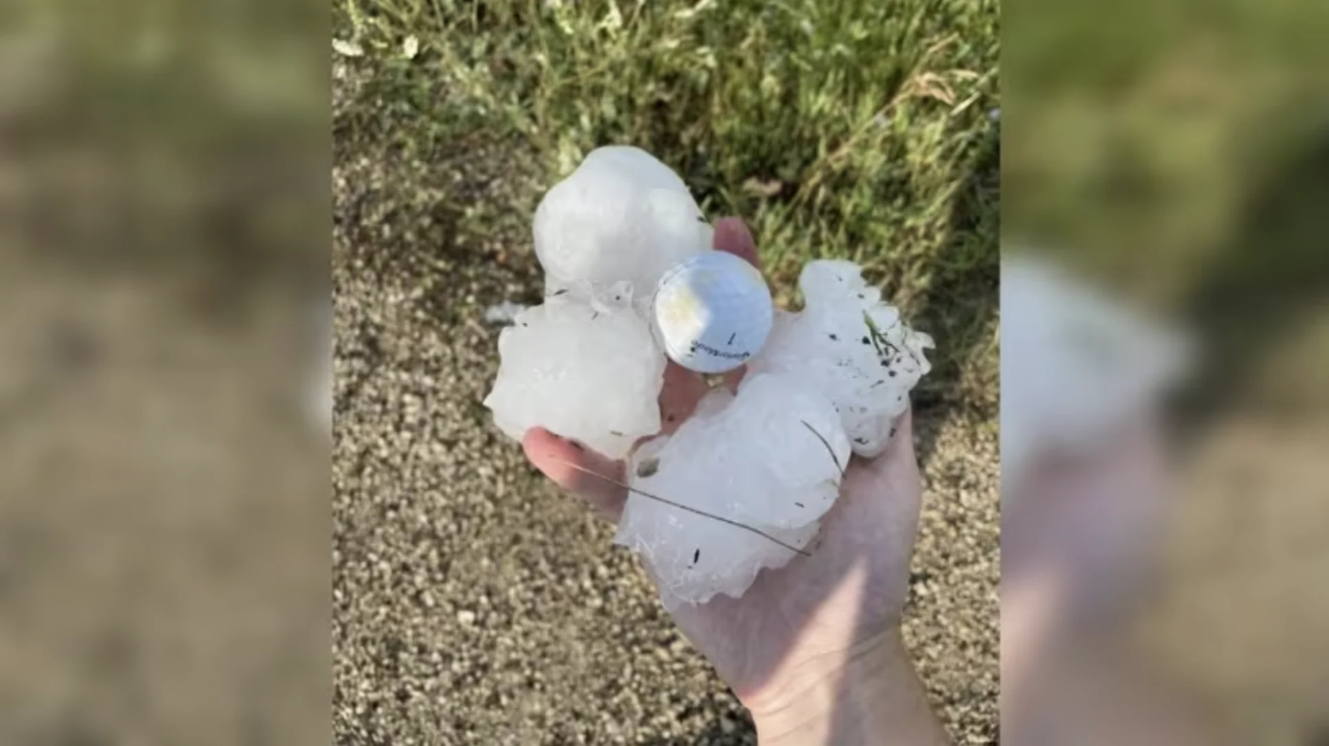 CBC: Storm chaser Michael Nowak shows off some of the hailstones he found near Fisher Bay, with a golf ball in the centre for size comparison. (Michael Nowak/Facebook)