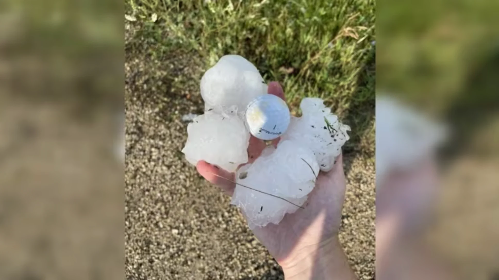 CBC: Storm chaser Michael Nowak shows off some of the hailstones he found near Fisher Bay, with a golf ball in the centre for size comparison. (Michael Nowak/Facebook)