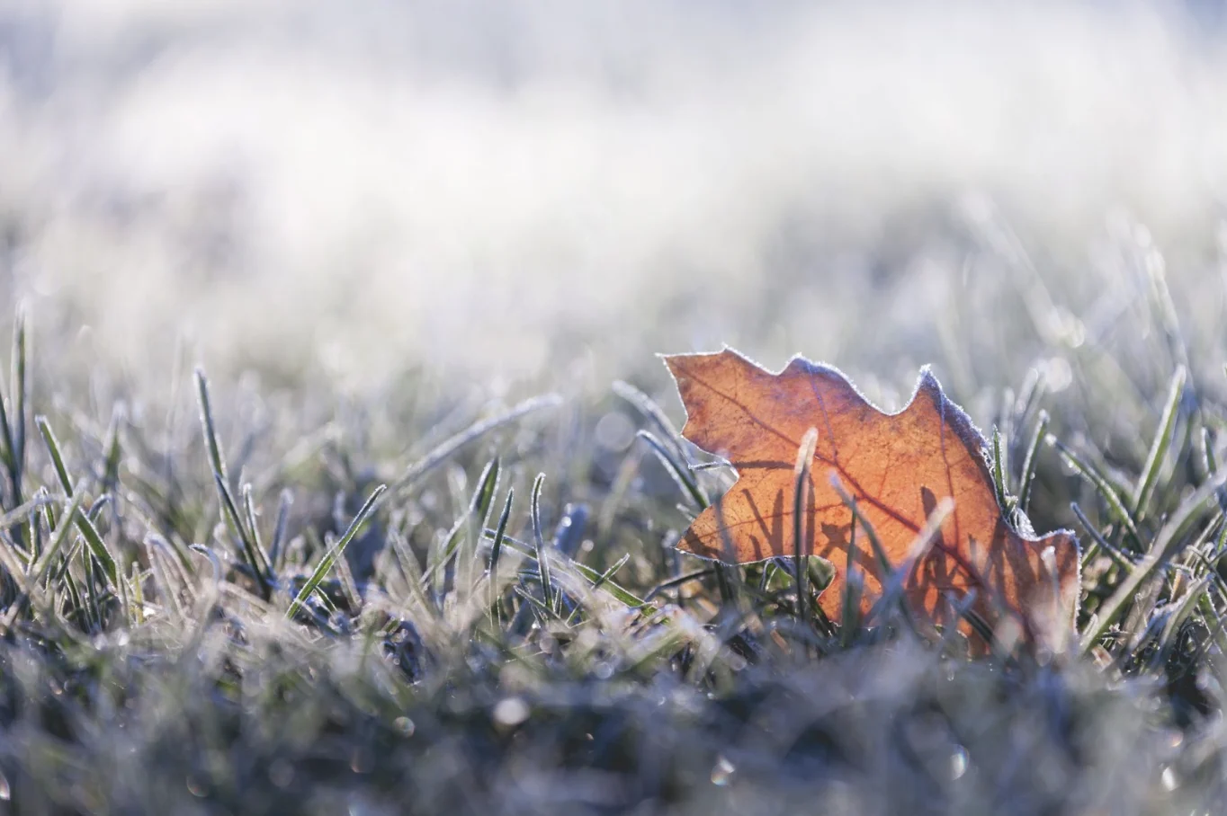 Getty Images: leaf in frost, cold season, winter, fall