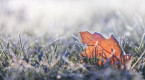 Welcome to fall and the first frost threat in Ontario