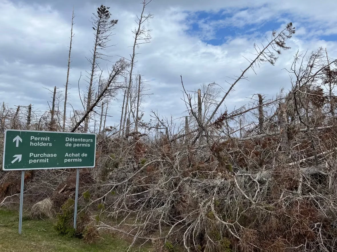 CBC: Trees on Prince Edward Island's North Shore. (Wayne Thibodeau/CBC)