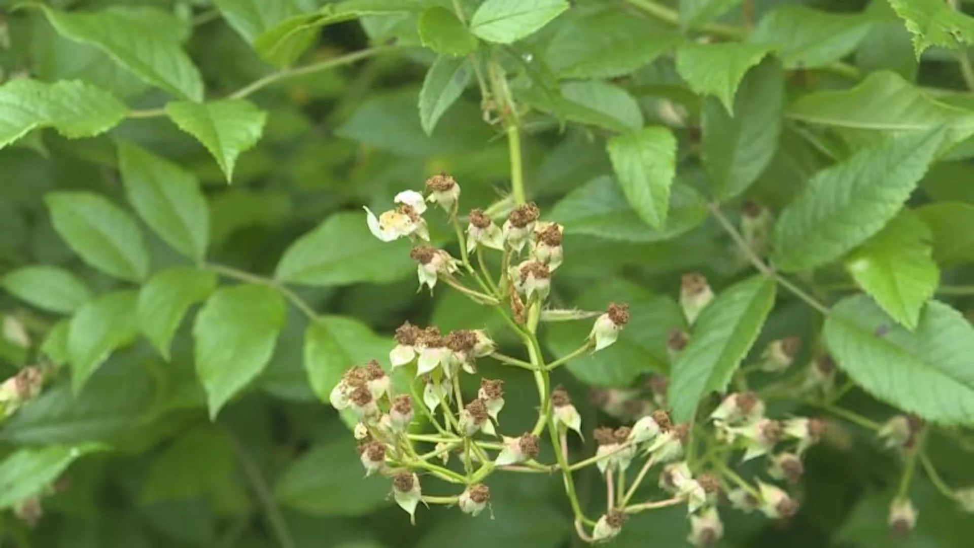New Brunswick invasive species council raises alarm over harmful rose