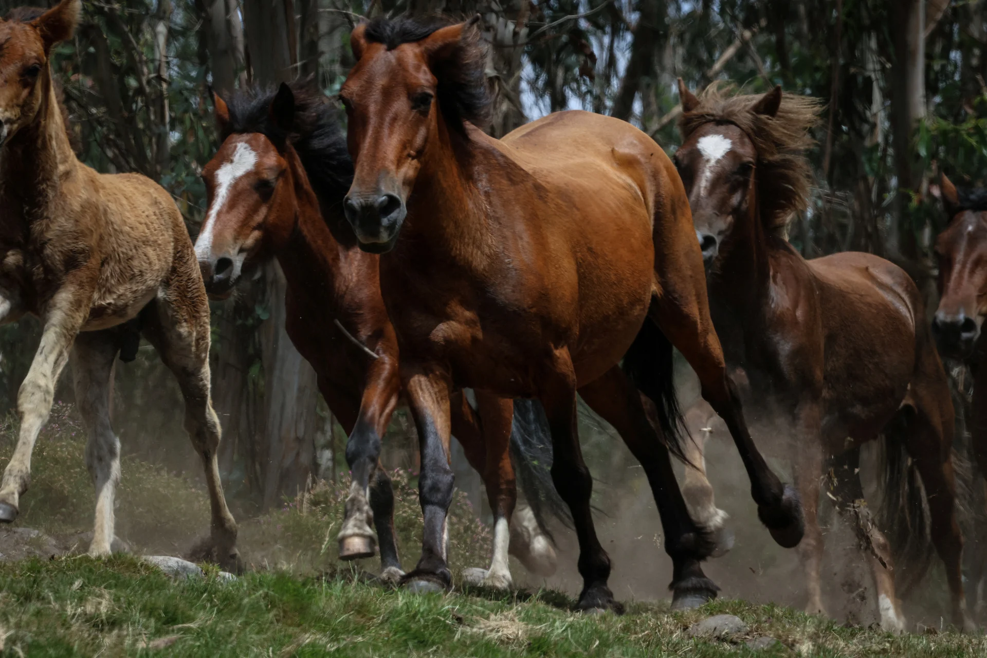 Spain’s wild horses are key to preventing wildfires, but they’re in trouble