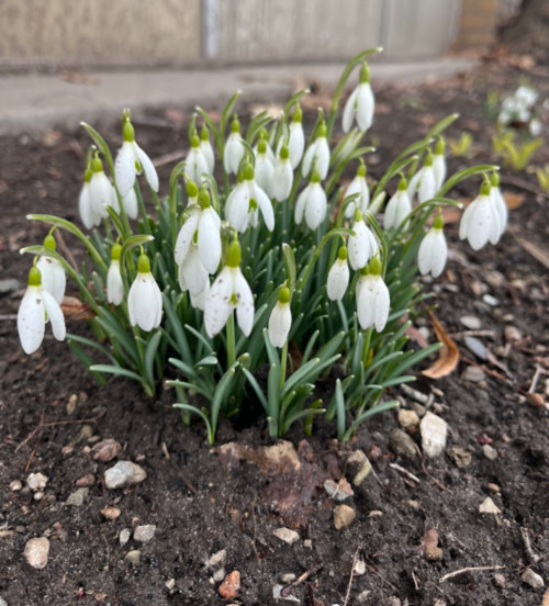 Gardening: What are the effects of early spring weather? – The