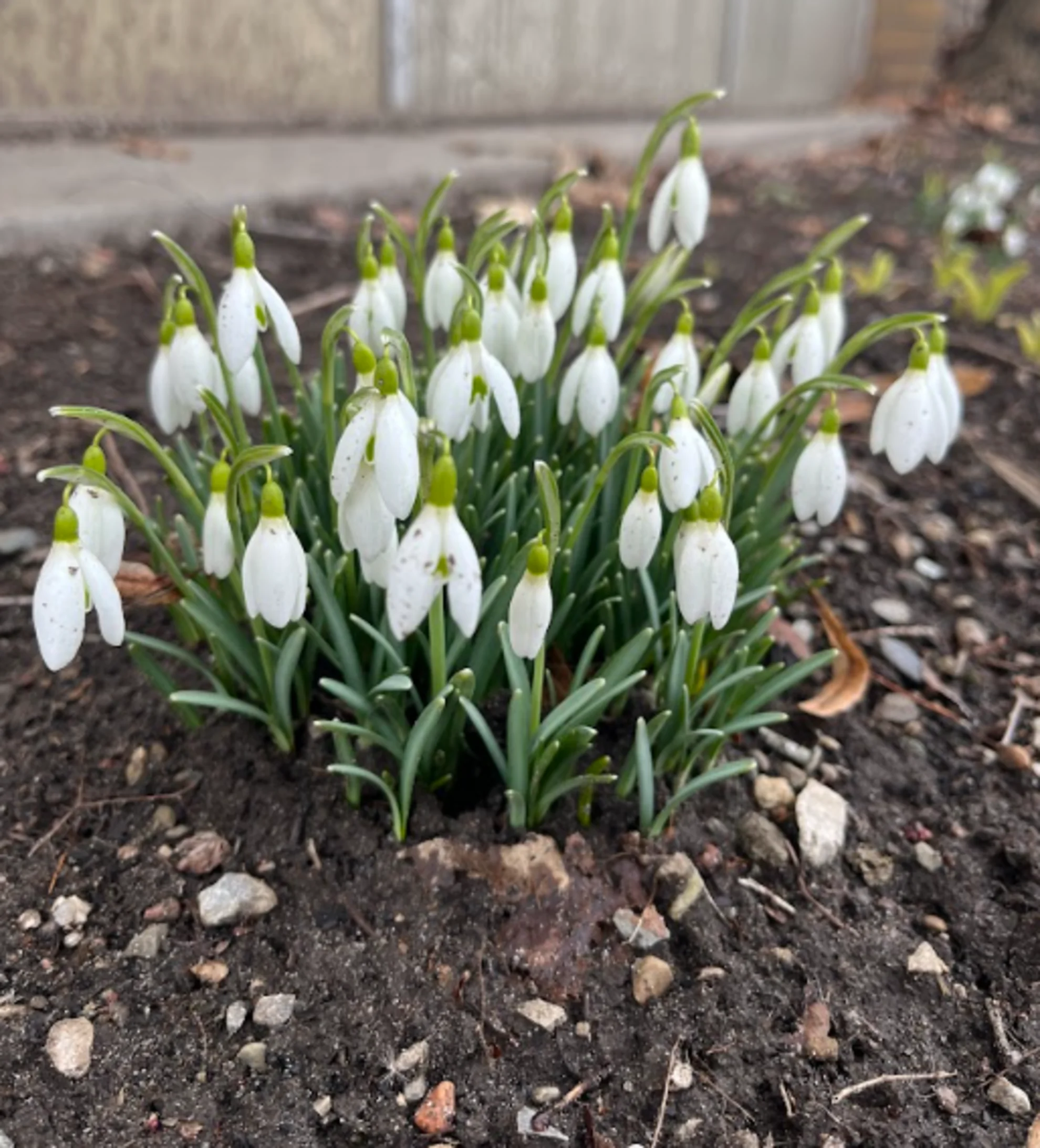 Rachel Modestino - early spring flowers in Oakville - Feb28