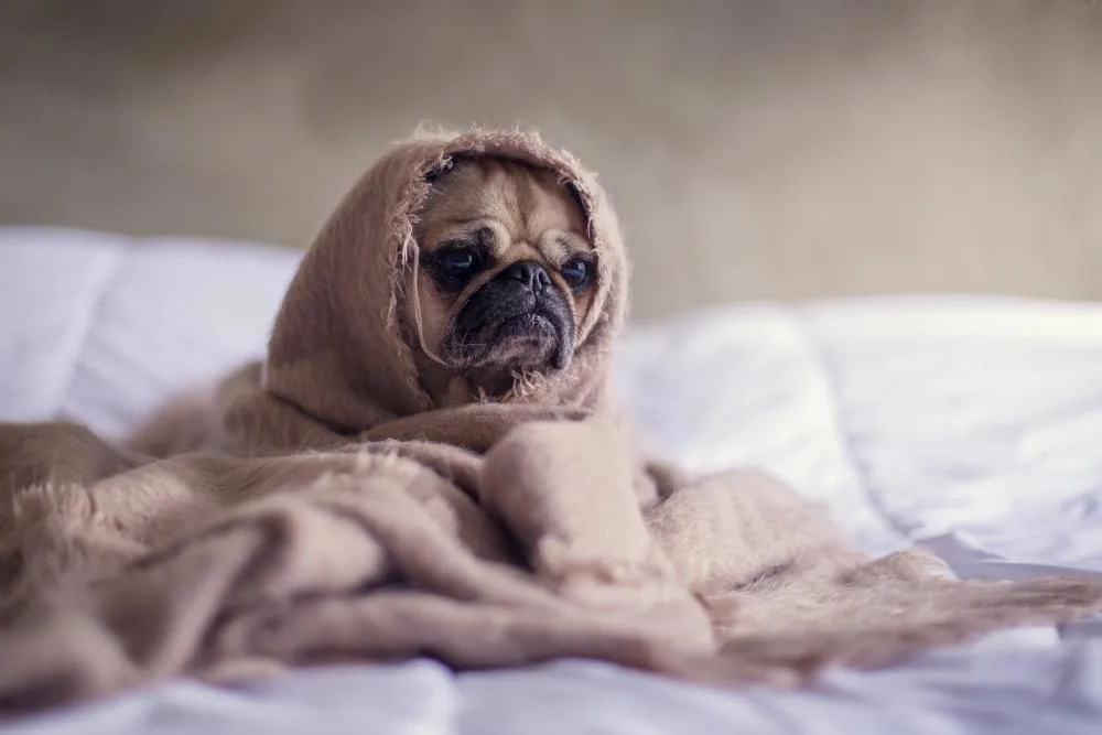 Use this 'thundershirt' to soothe pets spooked by storms