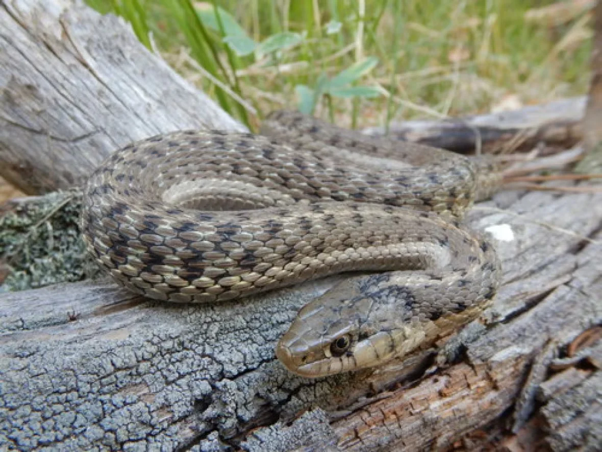 CBC: The Western terrestrial garter snake  (Parajito Environmental Education Center)