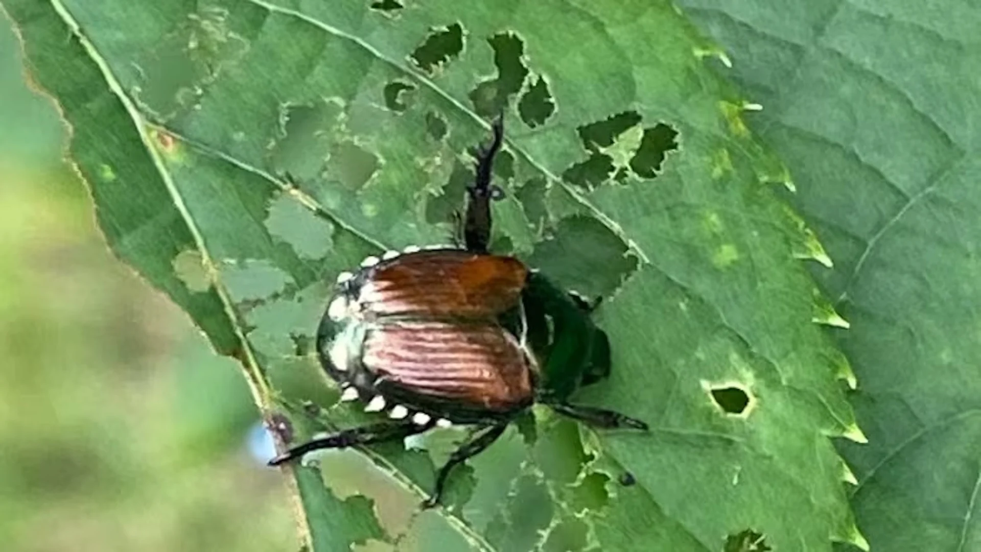 Japanese beetles munch their way through Halifax trees and plants