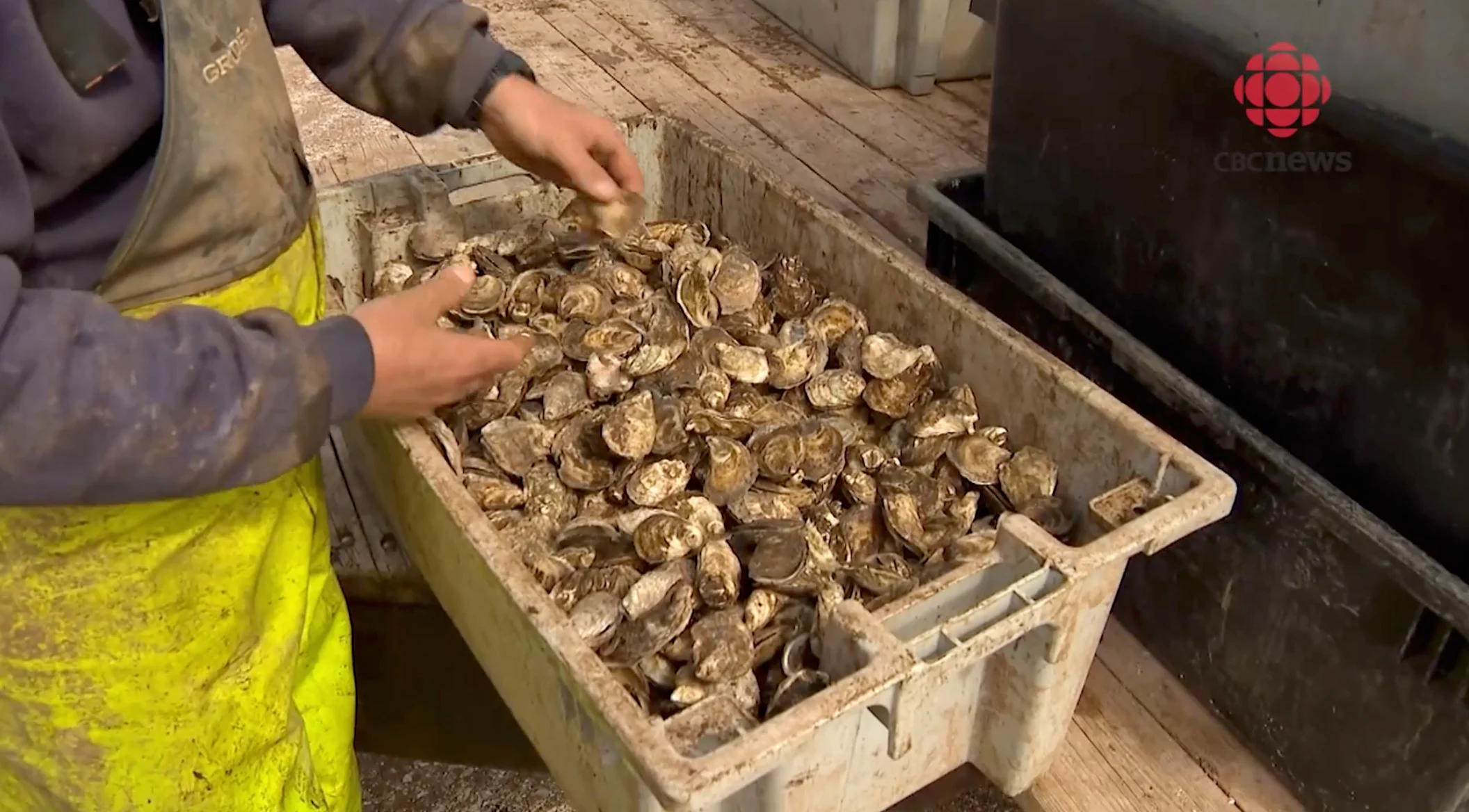 CBC: The oysters may be dead, but the parasites can spread and live on for years.
