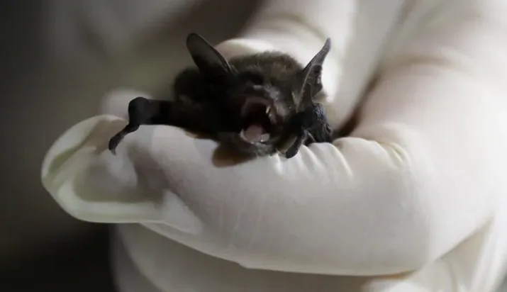 healthy bat cbc