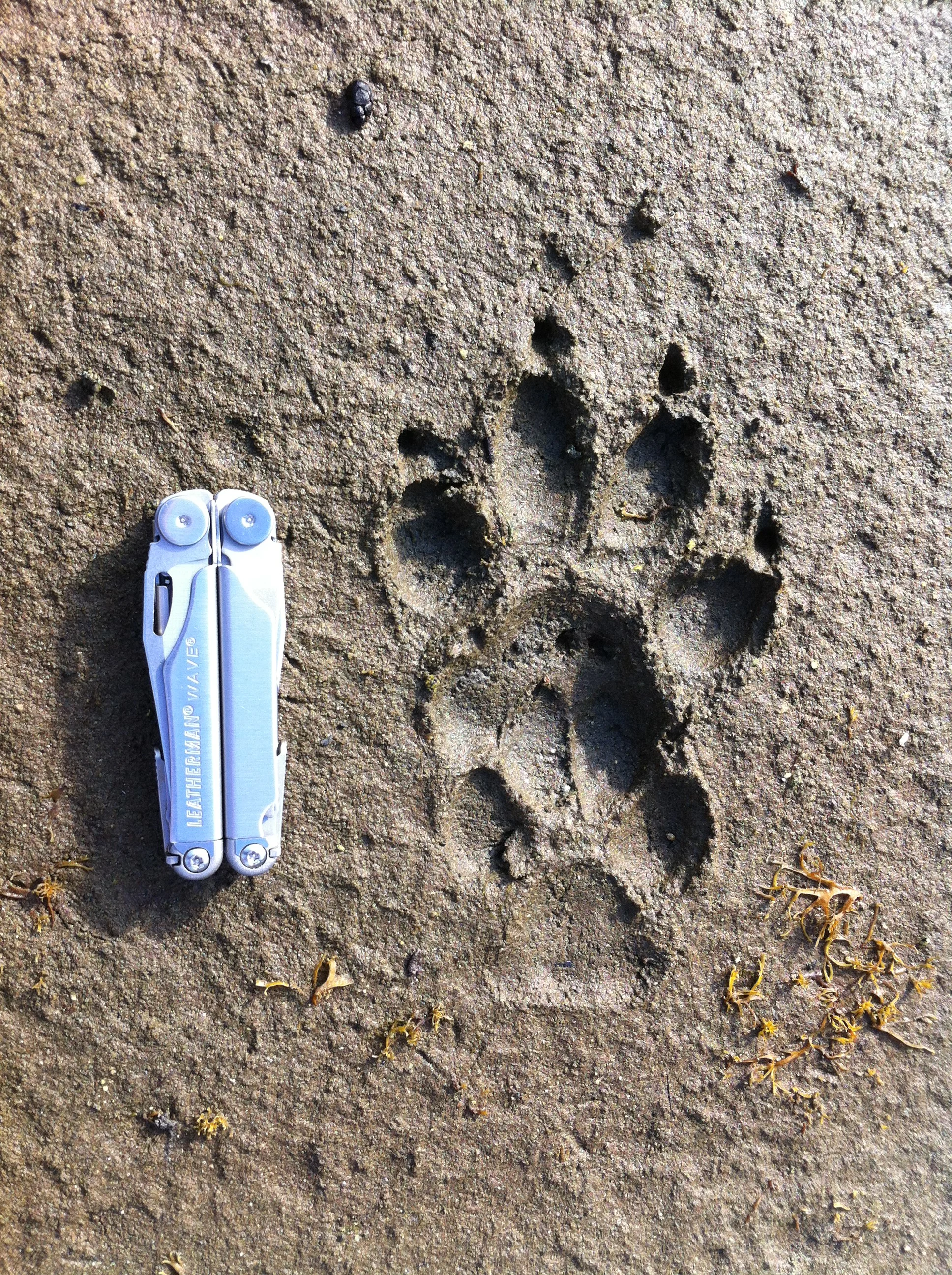 Wolf front foot and back foot on the Central Coast of B.C./Aerin Jacob/Submitted to The Weather Network (Do not reuse outside of the muddy paws story)
