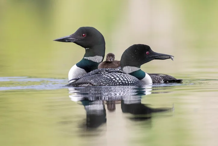 Loon Reality Loons can't walk on land. Here's what to do if you find one that's ...