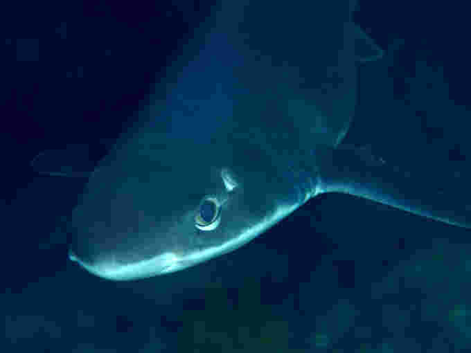 Shortspine spurdog shark/Creative Commons