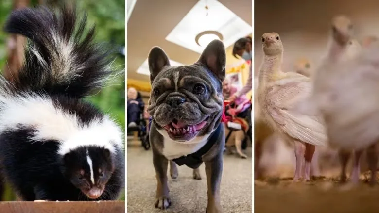 Skunks are dying of avian flu. What does that mean for you and your pets?
