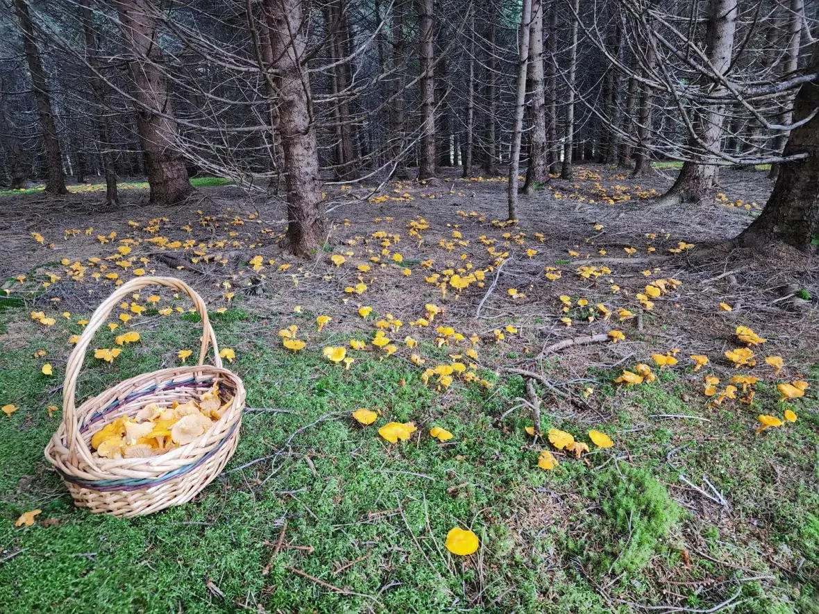 CBC: chanterelles (Jason Loxton)