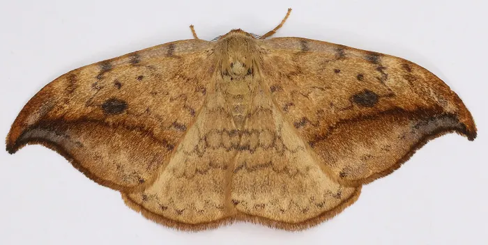 WIKIPEDIA - Moth