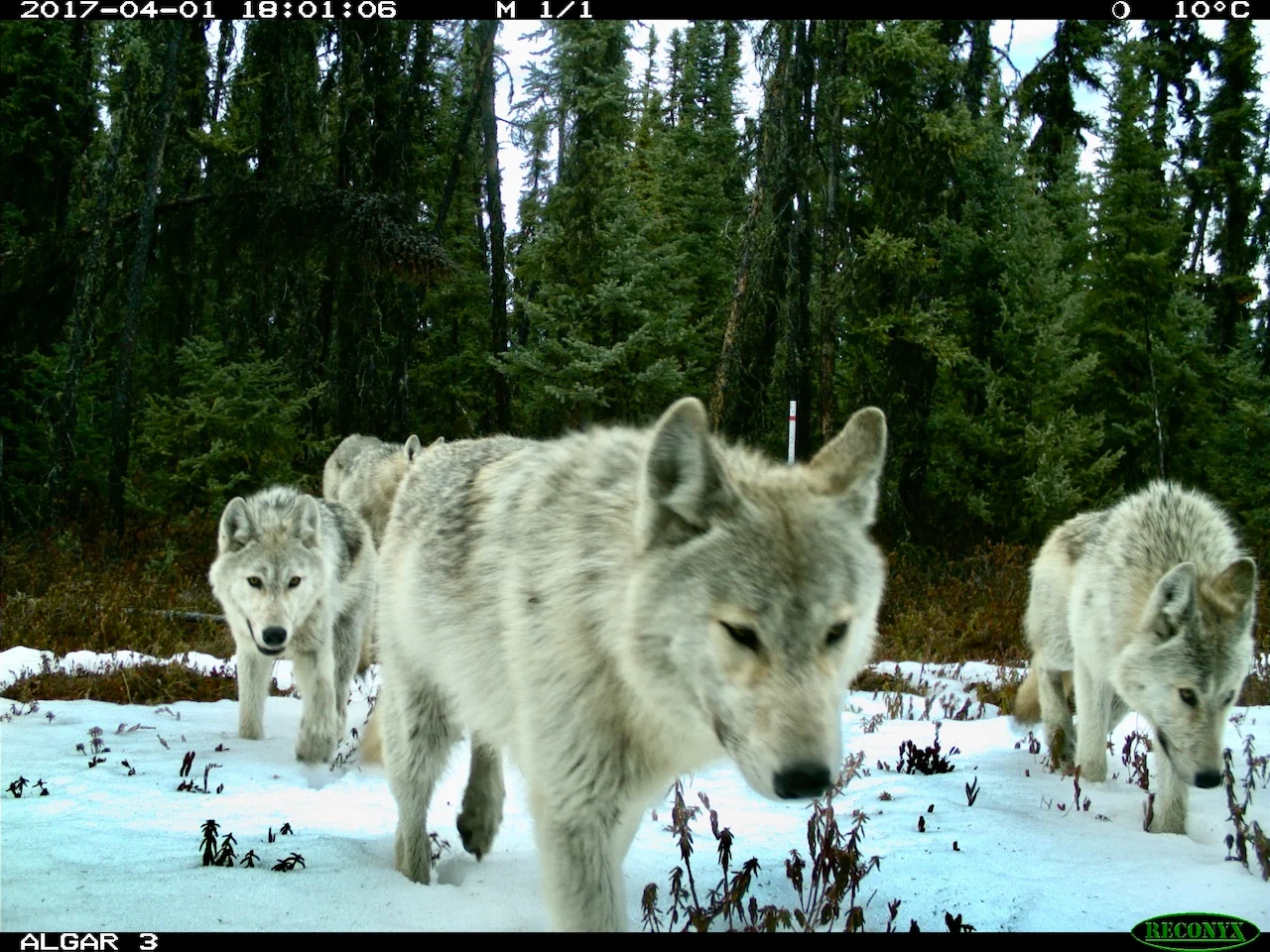 Wolf in Alberta. Cole Burton /UBC Faculty of Forestry