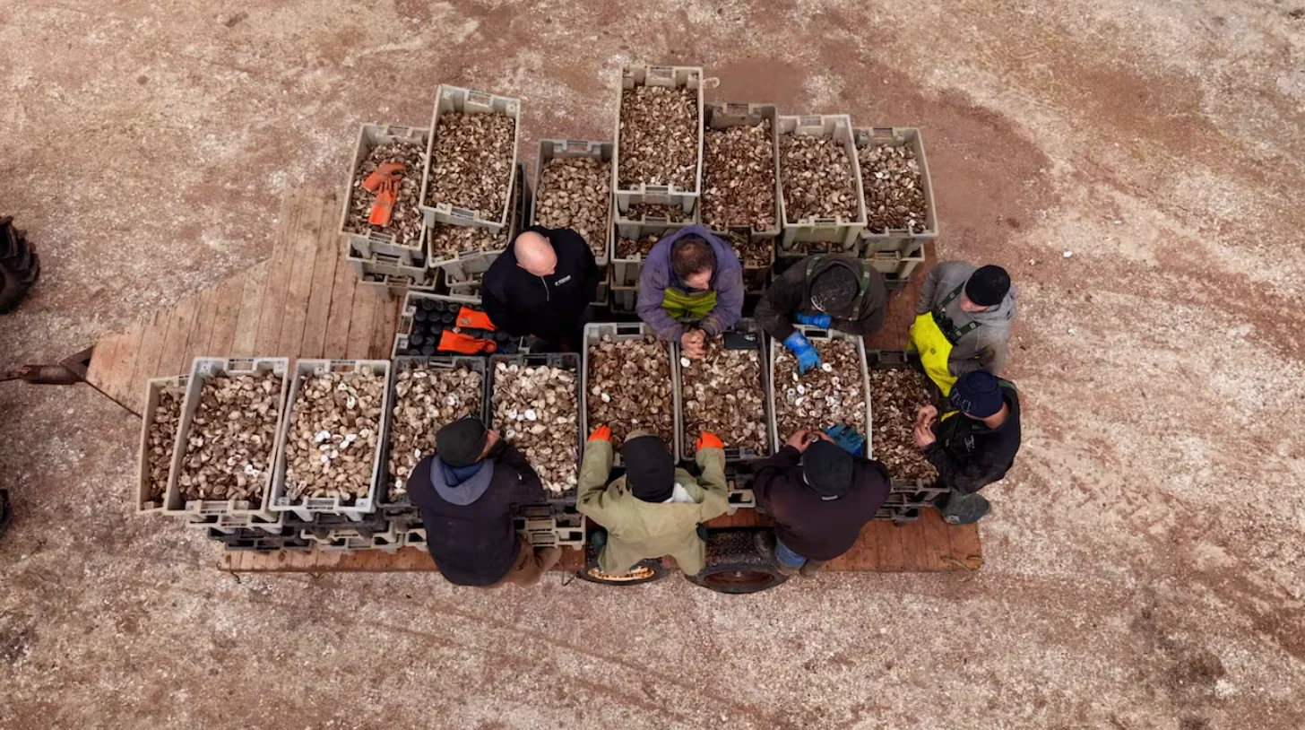 CBC: Some oyster growers say P.E.I.'s industry is in trouble without help from the provincial and federal governments. (Aaron Adetuyi/CBC)