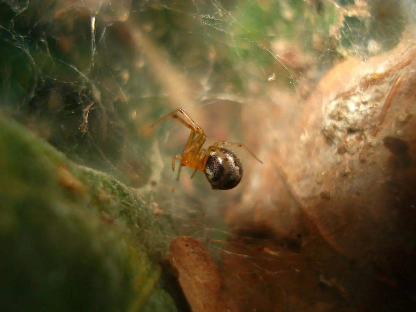 Here's what happens to the spiders when a hurricane hits