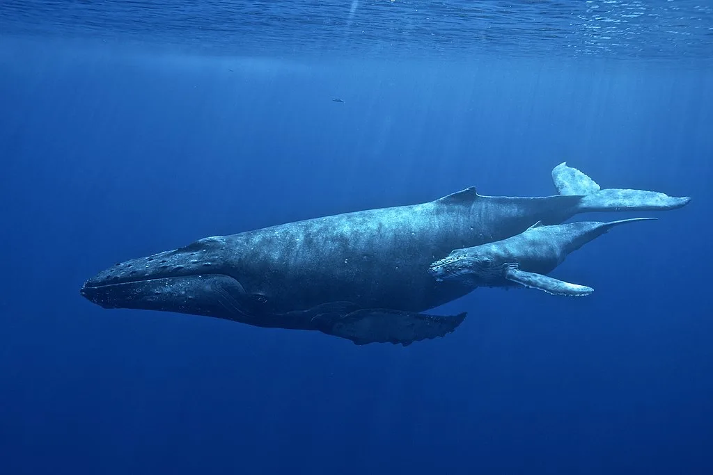 Public Domain: Female humpback whale with her calf