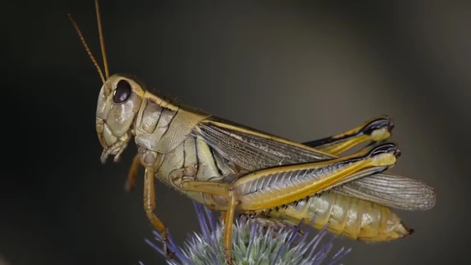 Grasshoppers threaten to devour Alberta crops following extreme heat