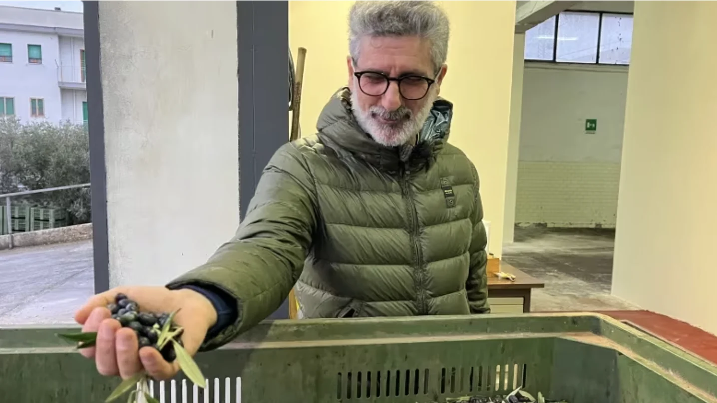 CBC: Luigi D’Amico harvests olives in the hilltop town of Ostuni in the Italian region of Puglia. (Megan Williams/CBC)
