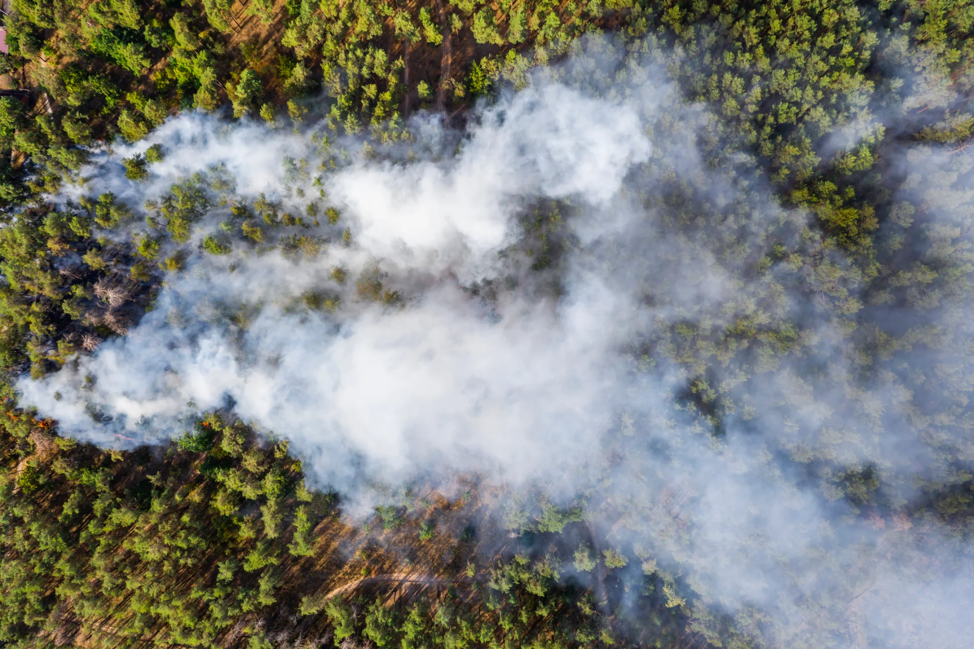 Largest wildfire on Earth sends smoke streaming into the North Pole